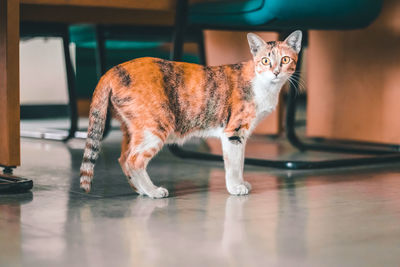 Portrait of cat on table at home