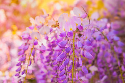 Close-up of purple flowering plant