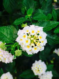 Close-up of white flowering plant