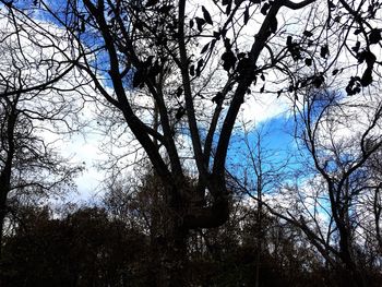 Low angle view of bare trees in forest