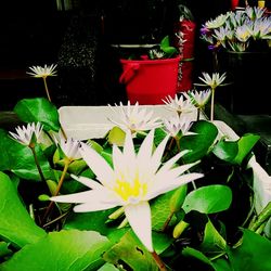 Close-up of white flowers