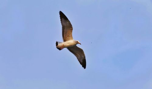 Low angle view of bird flying against clear sky