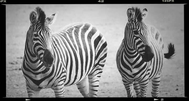 Yorkshire Wildlife Park