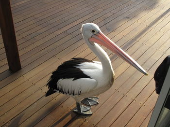 Bird perching on wooden wall