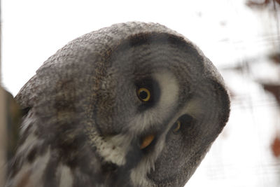 Close-up portrait of owl