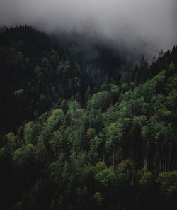 Trees in forest