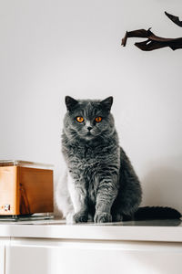 Close-up of british short hair cat