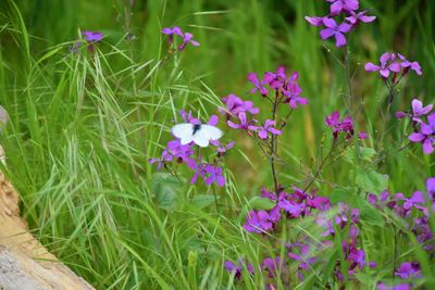 Close-up of purple flowering plants on land