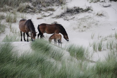 Horses in the dunes