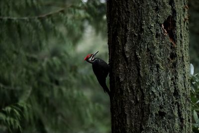 Bird perching on tree trunk 