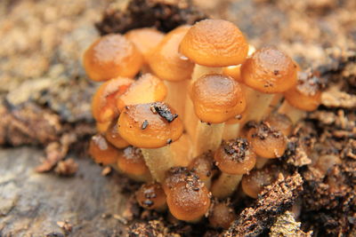 Close-up of mushrooms