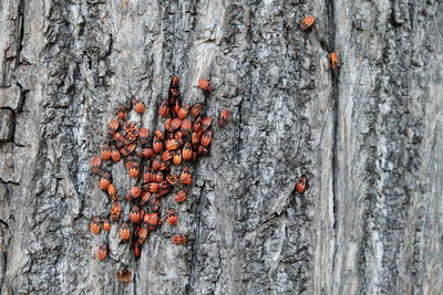 Close-up of tree