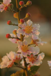 Close-up of pink cherry blossoms