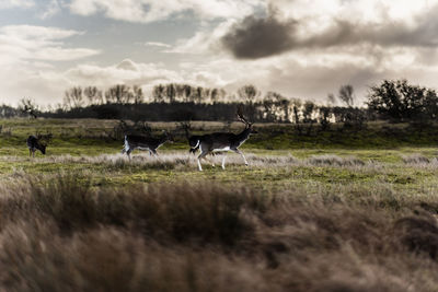 Deer in a field