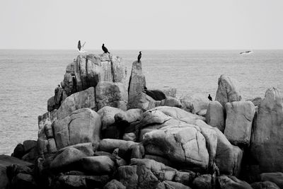 Birds perching on rocks against sea
