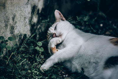 Close-up of a cat with eyes closed