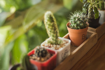 Close-up of succulent plant on table