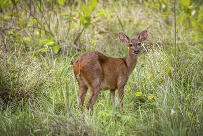 Deer standing on field