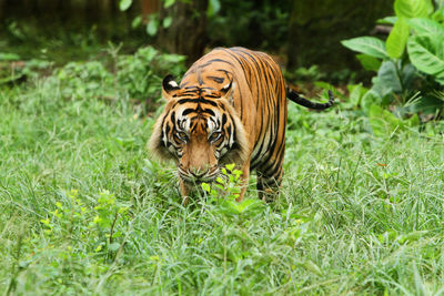 Sumatran tiger is hunting for prey