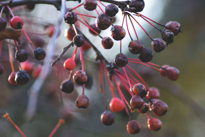 Close-up of fruits hanging on tree