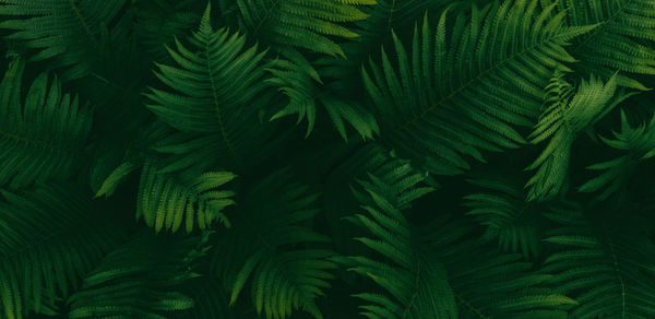 Dark green ferns background, fern leaves moody botanical texture, low key natural plants banner