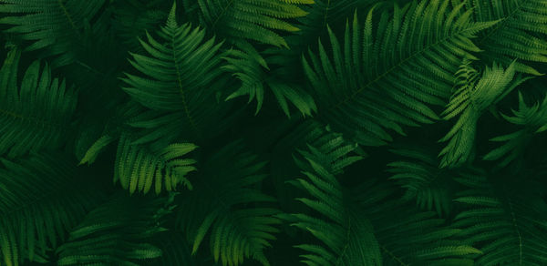 Dark green ferns background, fern leaves moody botanical texture, low key natural plants banner