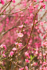 Close-up of pink flowers