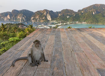 Monkey sitting on a mountain