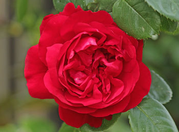 Close-up of red rose