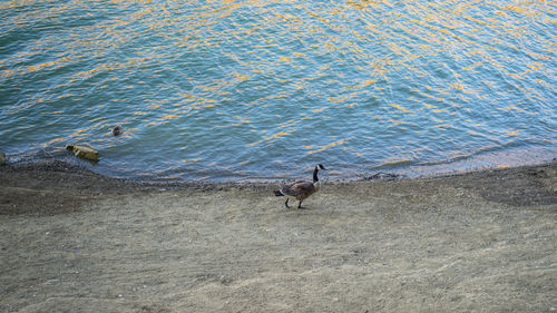 High angle view of birds on beach