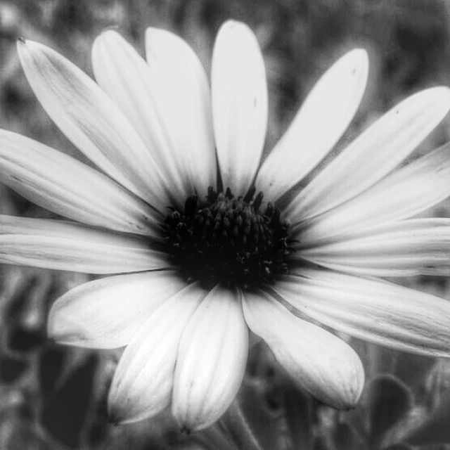 flower, petal, flower head, freshness, fragility, growth, pollen, close-up, beauty in nature, single flower, nature, blooming, stamen, in bloom, focus on foreground, daisy, white color, plant, botany, selective focus