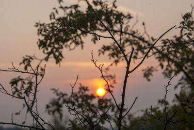 Close-up of silhouette tree against sky during sunset