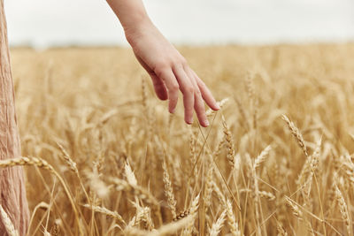 Cropped hand of woman picking crop on field