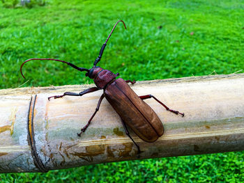 High angle view of insect on wood