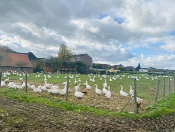 View of birds on field against the sky