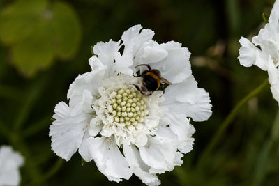 Close-up of bee pollinating on flower