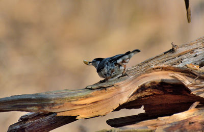 Close-up of bird perching on wood