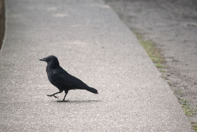 Bird perching on a footpath