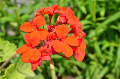 Close-up of red flowering plant