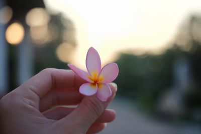 Close-up of hand holding flower during sunset