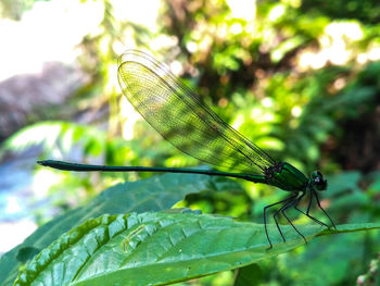Close-up of dragonfly on leaves