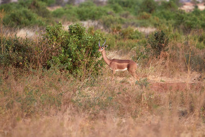 Gerenuk standing in the grass