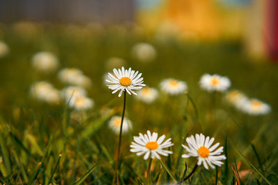 Close-up of white daisy flowers on field