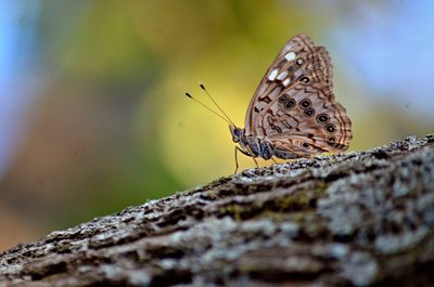 Close-up of butterfly perching on leaf