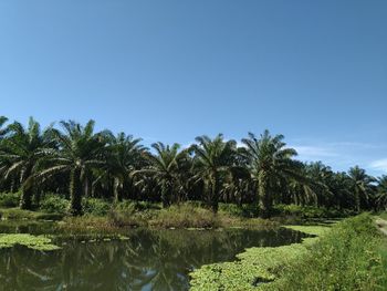 Palm trees on field against clear blue sky