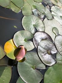 Close-up of lotus water lily in pond