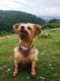 Dog sitting on field against sky