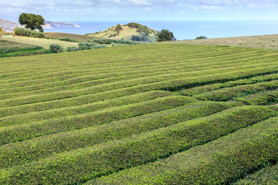 Panoramic view of a tea field against the sky