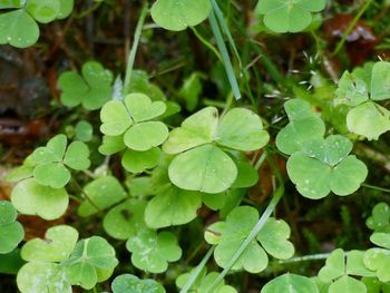 High angle view of raindrops on leaves