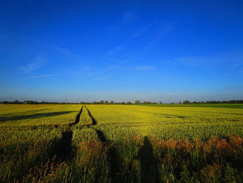 Scenic view of agricultural field against clear blue sky